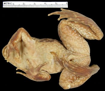 Media type: image; Herpetology A-2597